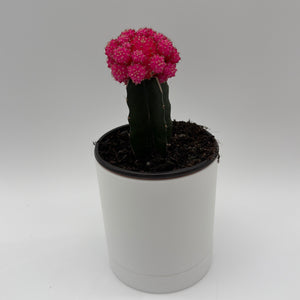Grafted Cactus Gymnocalycium Mihanovichii (Moon Cactus)