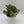 Peperomia Obtusifolia 'Golden Gate'