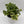 Peperomia Obtusifolia 'Golden Gate'