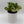Peperomia Obtusifolia 'Golden Gate'