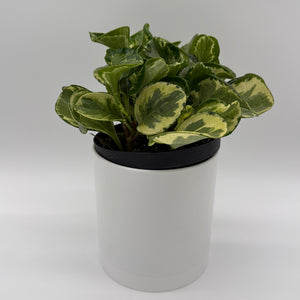 Peperomia Obtusifolia 'Golden Gate'