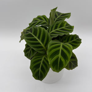 Calathea Zebrina (Zebra Plant)