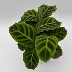Calathea Zebrina (Zebra Plant)