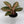 Aglaonema 'Chanel'