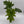 Philodendron 'Lickety Split'