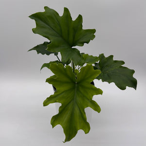 Philodendron 'Lickety Split'