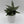 Sansevieria Pagoda 'Lion Heart'