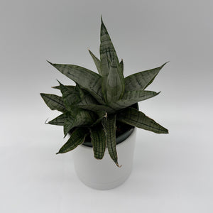 Sansevieria Pagoda 'Lion Heart'