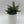 Sansevieria Pagoda 'Lion Heart'