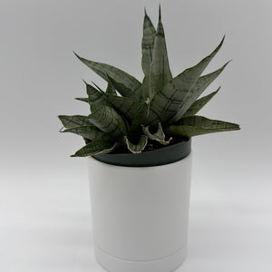 Sansevieria Pagoda 'Lion Heart'