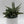 Sansevieria Pagoda 'Lion Heart'