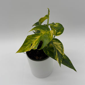 Epipremnum Pinnatum Yellow Flame