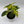 Epipremnum Pinnatum Yellow Flame