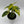 Epipremnum Pinnatum Yellow Flame