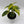 Epipremnum Pinnatum Yellow Flame