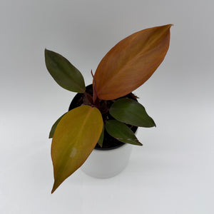 Philodendron 'Red Sun'