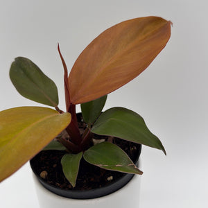 Philodendron 'Red Sun'