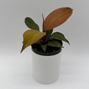 Philodendron 'Red Sun'