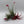 Air Plant Mystery Box - 4 Air Plants