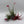 Air Plant Mystery Box - 4 Air Plants
