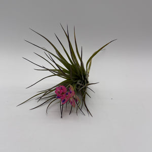 Air Plant Mystery Box - 4 Air Plants