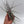 Air Plant Mystery Box - 4 Air Plants