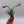 Air Plant Mystery Box - 4 Air Plants