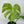 Monstera ‘Lemon Lime’