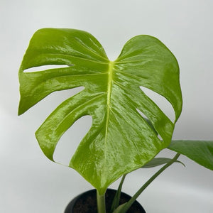 Monstera ‘Lemon Lime’