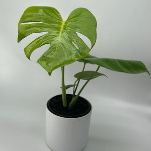 Monstera ‘Lemon Lime’