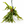 Platycerium Bifurcatum (Staghorn Fern)
