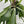 Platycerium Bifurcatum (Staghorn Fern)