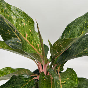 Aglaonema ‘Pepper Bells’