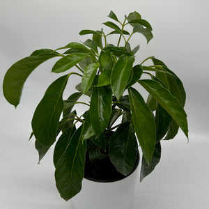 Schefflera Actinophylla ‘Alpine’