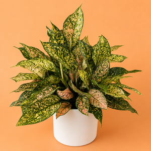 XL Aglaonema ‘Etta Rose’
