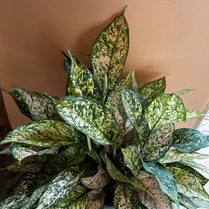 XL Aglaonema ‘Etta Rose’