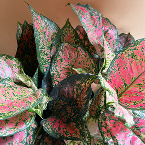 XL Aglaonema ‘Red Heart’