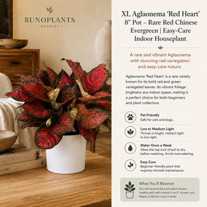 XL Aglaonema ‘Red Heart’