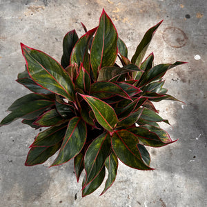 XL Aglaonema ‘Siam Red’