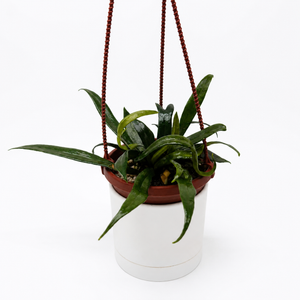 Blue Oil Fern