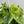 Philodendron Hederaceum ‘Variegata’