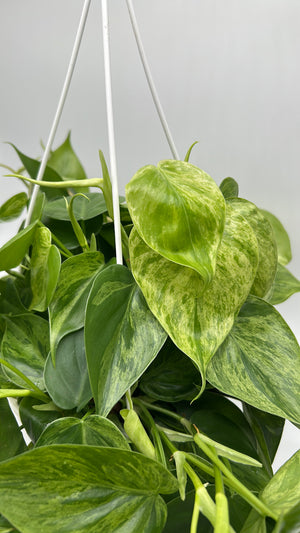 Philodendron Hederaceum ‘Variegata’