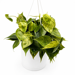 Philodendron Hederaceum ‘Variegata’