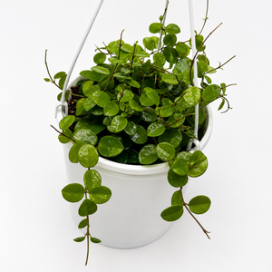 Hoya Mathilde 'Splash'