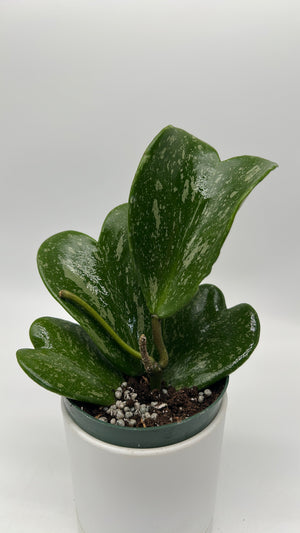 Hoya Kerrii ‘Splash Heart’
