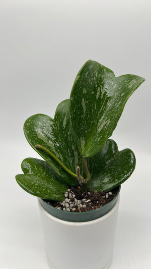 Hoya Kerrii ‘Splash Heart’