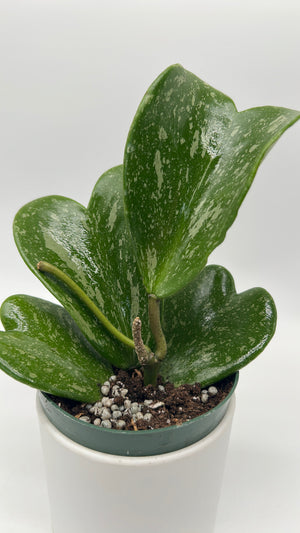 Hoya Kerrii ‘Splash Heart’