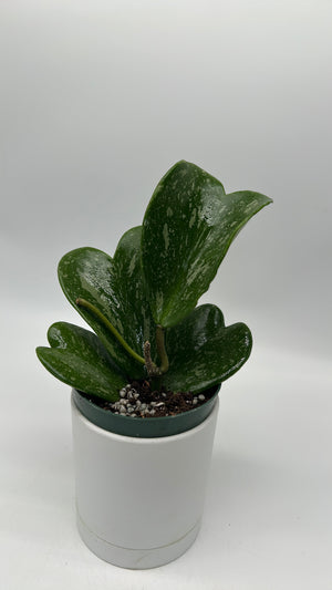 Hoya Kerrii ‘Splash Heart’