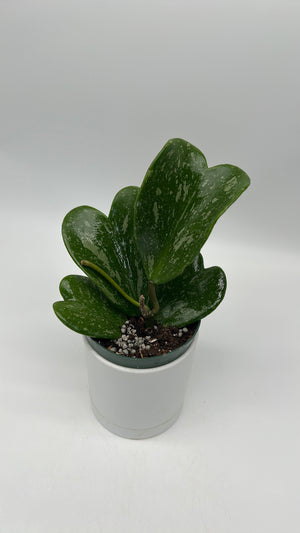Hoya Kerrii ‘Splash Heart’