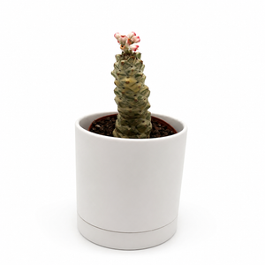 Euphorbia Monadenium Ritchiei